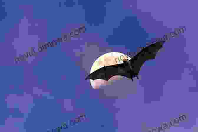 A Bat Flying Through The Night Sky THE BAT WHO LOST HER HAT: Children S Picture About Bats (Baby Bedtime Stories About Bats For Baby Preschool Readers About Becca The Bat Who Lost Her Hat )