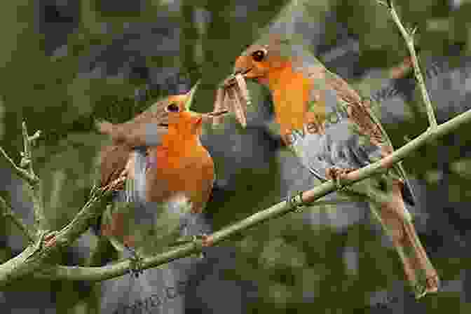 A Group Of Birds Interacting In A Lively Display Of Courtship Behavior How To Watch A Bird (The Ginger 10)