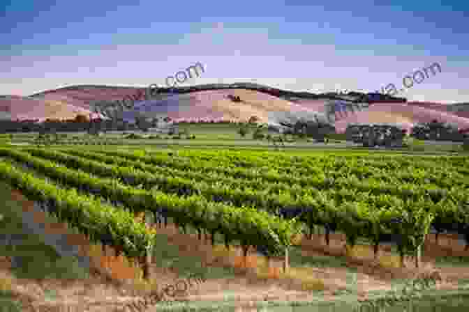 A Panoramic View Of The Sprawling Jacob's Creek Vineyard, Bathed In The Golden Hues Of Sunset, Showcasing The Rolling Hills And Verdant Vines That Have Become Synonymous With Australian Winemaking Excellence The Last Drops From Jacobs Creek Australia