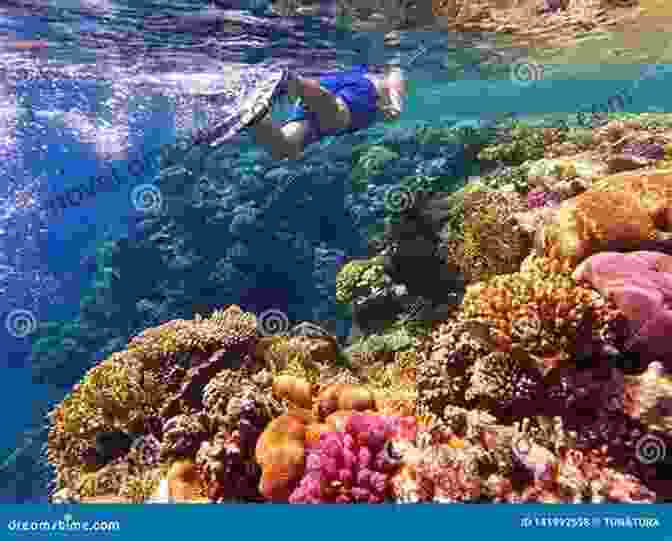 A Snorkeler Swimming Alongside A Colorful School Of Tropical Fish, Their Vibrant Scales Shimmering In The Clear Water Ocean Rhythms Kindred Spirits: An Emerson Inspired Essay Collection On Travel Nature Family And Pets