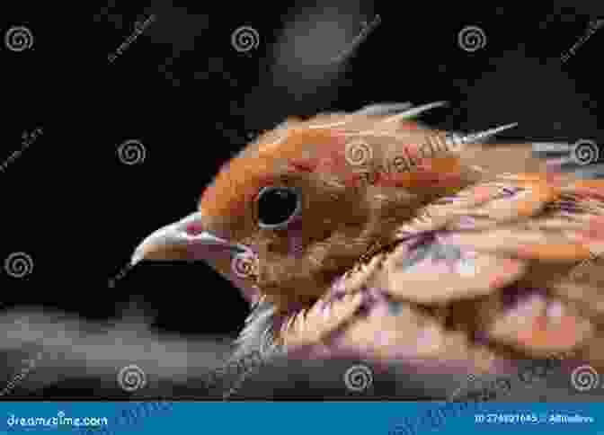 Close Up Of A Bird's Plumage, Showcasing The Intricate Details Used For Identification How To Watch A Bird (The Ginger 10)