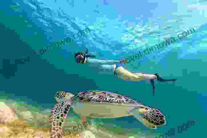 Snorkeling With Turtles In Akumal Bay, Cancun TEN FUN THINGS TO DO IN CANCUN