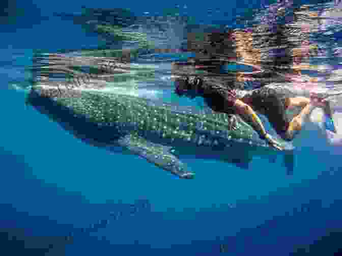 Whale Shark Tour In Cancun, Mexico TEN FUN THINGS TO DO IN CANCUN